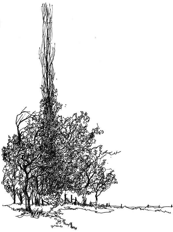 Le Saule sous la bise